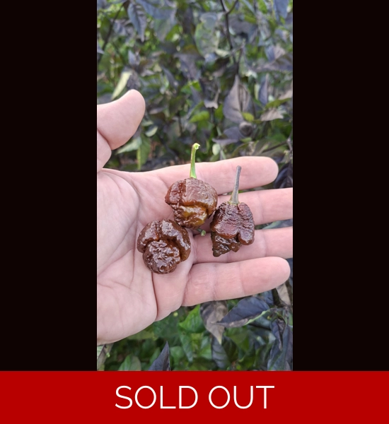 Faddas PockBorg choco (f5) -> (f6)  (10+seeds)